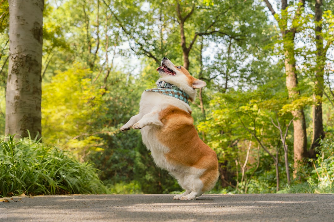 A corgi dog wearing a bandana jumps playfully outdoors in a park surrounded by lush green trees and nature, with its tongue out and looking happy.