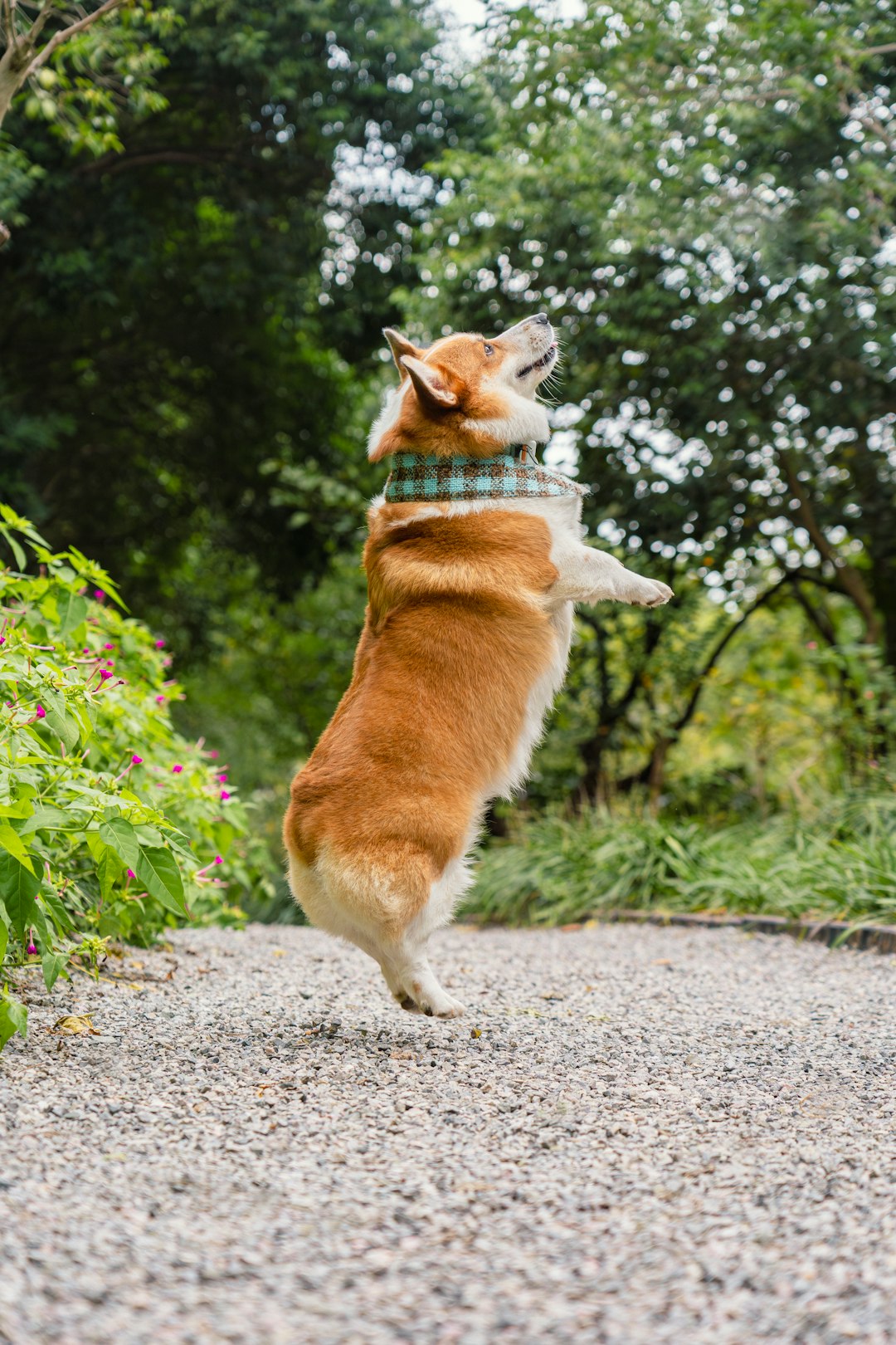 A corgi dog wearing a checkered bandana jumps playfully on a gravel path outdoors in a park, surrounded by green trees and pink flowers, looking happy and cute in nature.