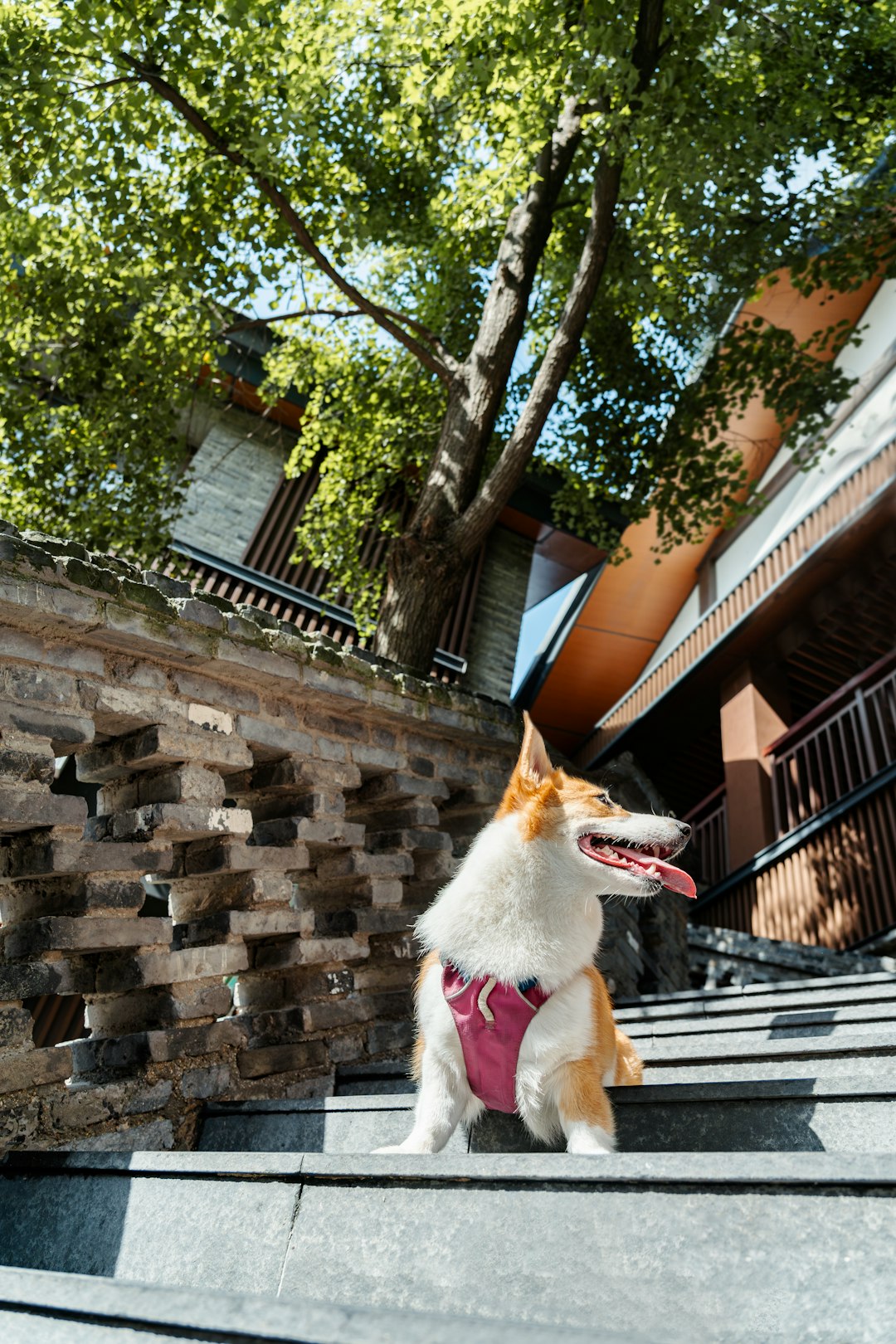 A corgi dog wearing a pink harness sits on outdoor stairs, with its tongue out and looking happy, surrounded by architectural elements and a tree in nature.