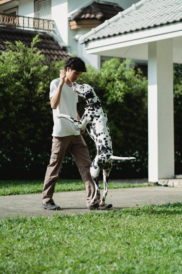 Dalmatian dog jumping on owner outdoors in a playful training session.