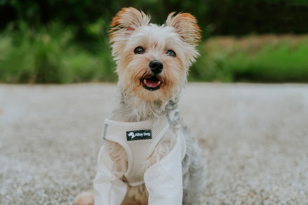 A small dog wearing a harness and light - colored clothing sits outdoors. With its mouth open and tongue out, it looks happy and cute in a park setting.