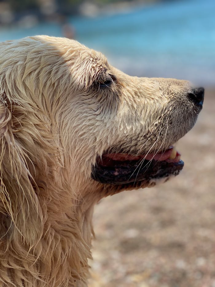 A wet Golden Retriever enjoying a sunny day at the beach, close-up view.